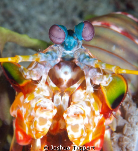 Mantis Shrimp by Joshua Tappert 